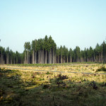 Zalesněná kalamitní plocha pod Jezevčím vrchem (Jemčina)