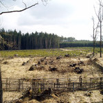 Zalesněná kalamitní plocha po vichřici Emma 2008 (Jemčina)