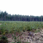 Zalesněná kalamitní plocha po sněhové kalamitě 2006 (Jemčina)