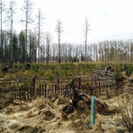 Zalesněná kalamitní plocha po vichřici Kyrill 2007 (Jemčina)