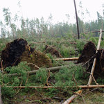 Následky větrné kalamity