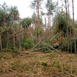 Jeden z mnoha borových porostů zničených sněhovým polomem v lednu 2006 (Jemčina)